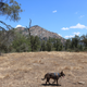 Illustration for article titled Toby Hike Day: Wellbarn Road to San Joaquin River Trail